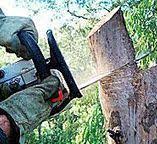 Best Tree Removal  in East York, PA