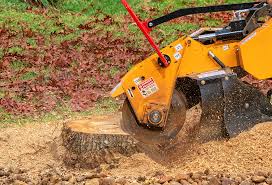 Best Storm Damage Tree Cleanup  in East York, PA
