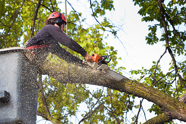 East York, PA Tree Care Company